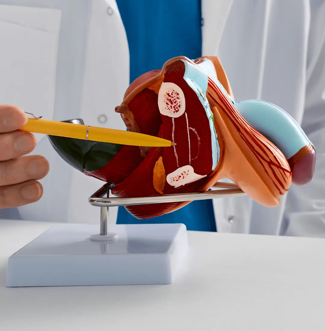 incontinencia urinaria hombre y suelo pelvico