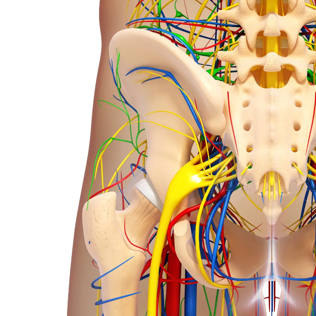 sistema nervioso suelo pelvico